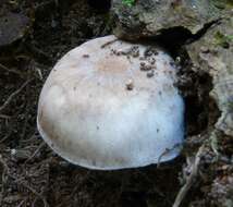 Image of Asproinocybe daleyae