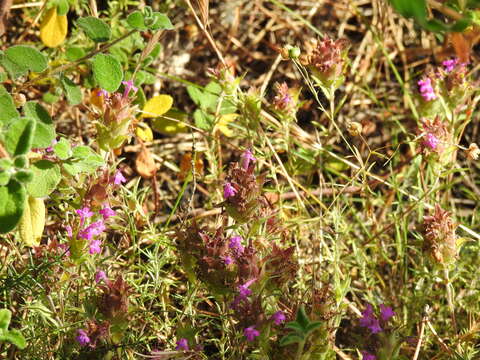 Image of Thymus lotocephalus G. López & R. Morales