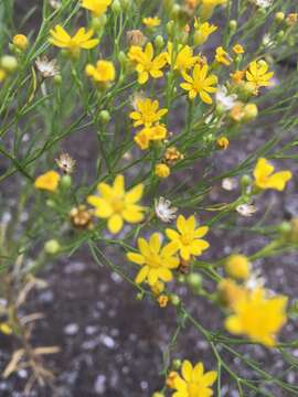 Image of roundleaf snakeweed