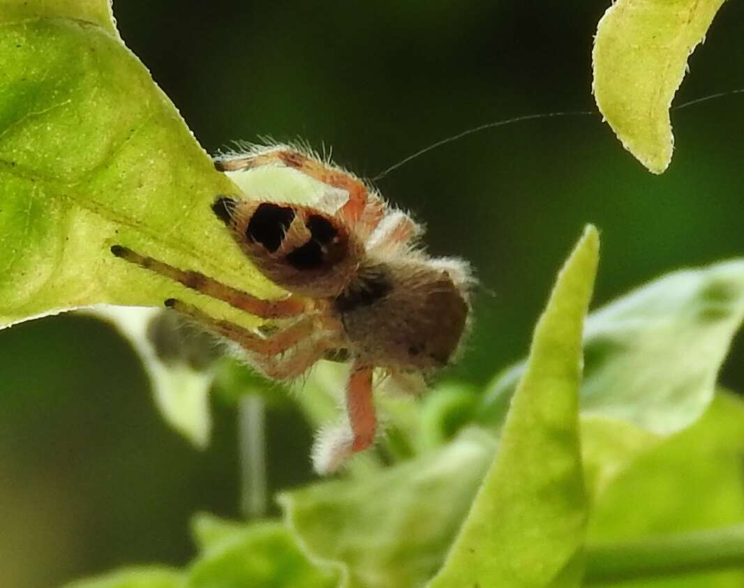 Image of Phidippus pacosauritus