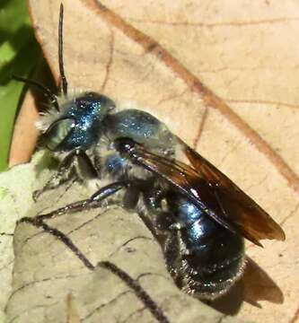 Image of Osmia chalybea Smith 1853