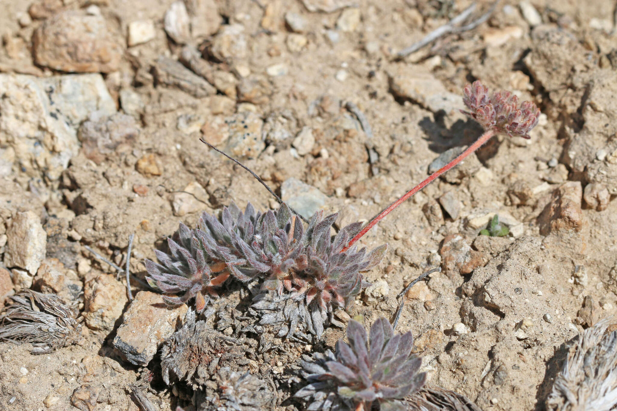 Image of gray buckwheat