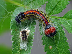 Image of Radcliffe's Dagger-moth