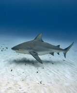 Image of Bull Shark