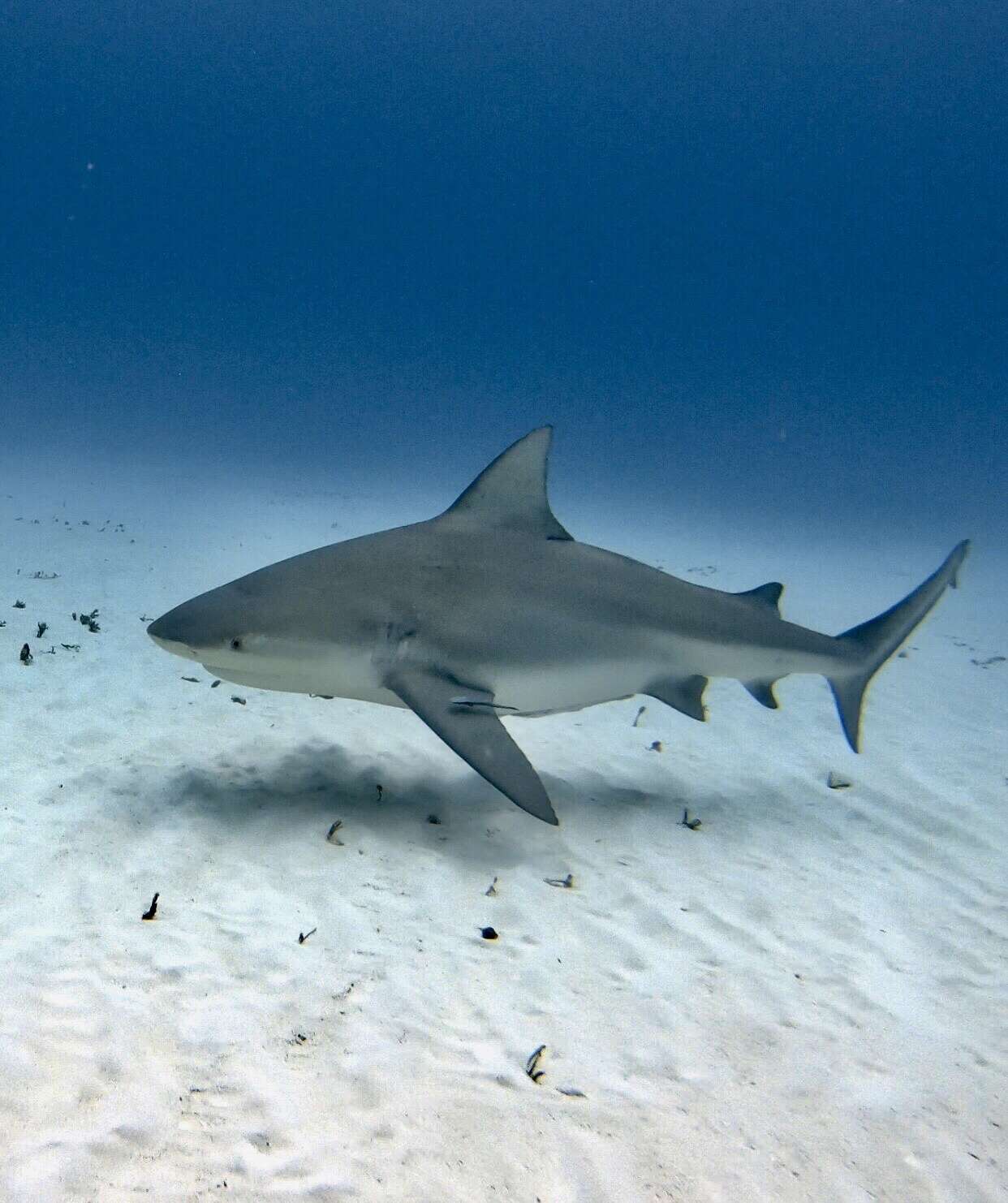 Image of Bull Shark