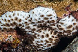 Image of Grey colonial zoanthid