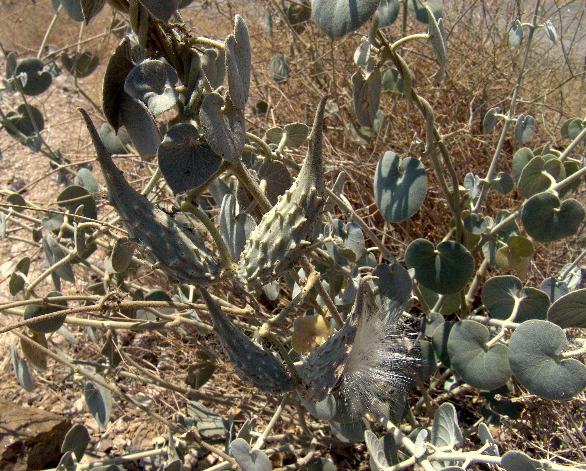 Image of Pergularia tomentosa L.