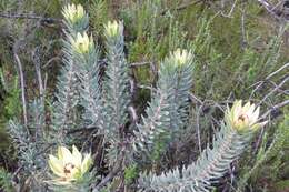 Image of Yellow bush