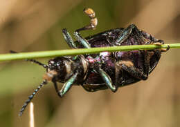 <i>Platycorynus dejeani</i>的圖片