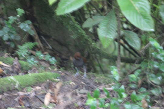 Image of Bicolored Antpitta