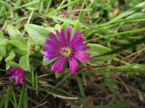 Image of Delosperma adelaidense Lavis