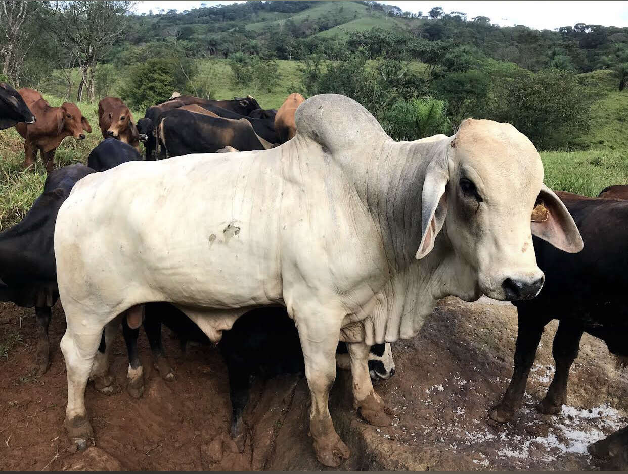 Image of zebu cattle