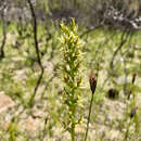 Imagem de Prasophyllum pallens D. L. Jones