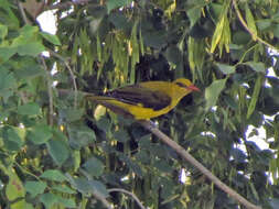 Image of Indian Golden Oriole