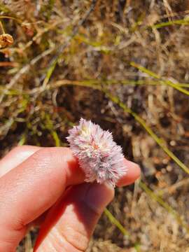 Image of Ptilotus drummondii (Moq.) F. Müll.