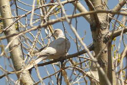 Image of African Collared Dove