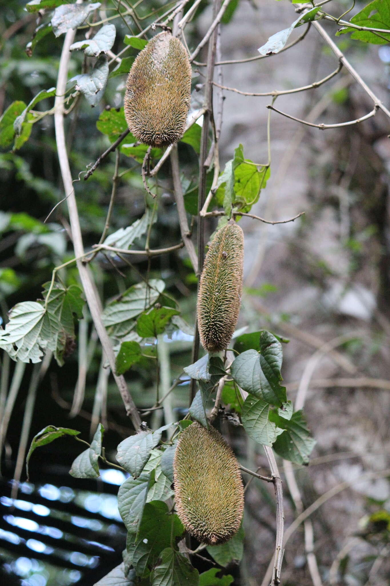 Image of Monkey comb