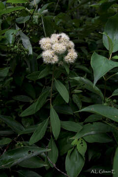 Image of Virginia Meadowsweet