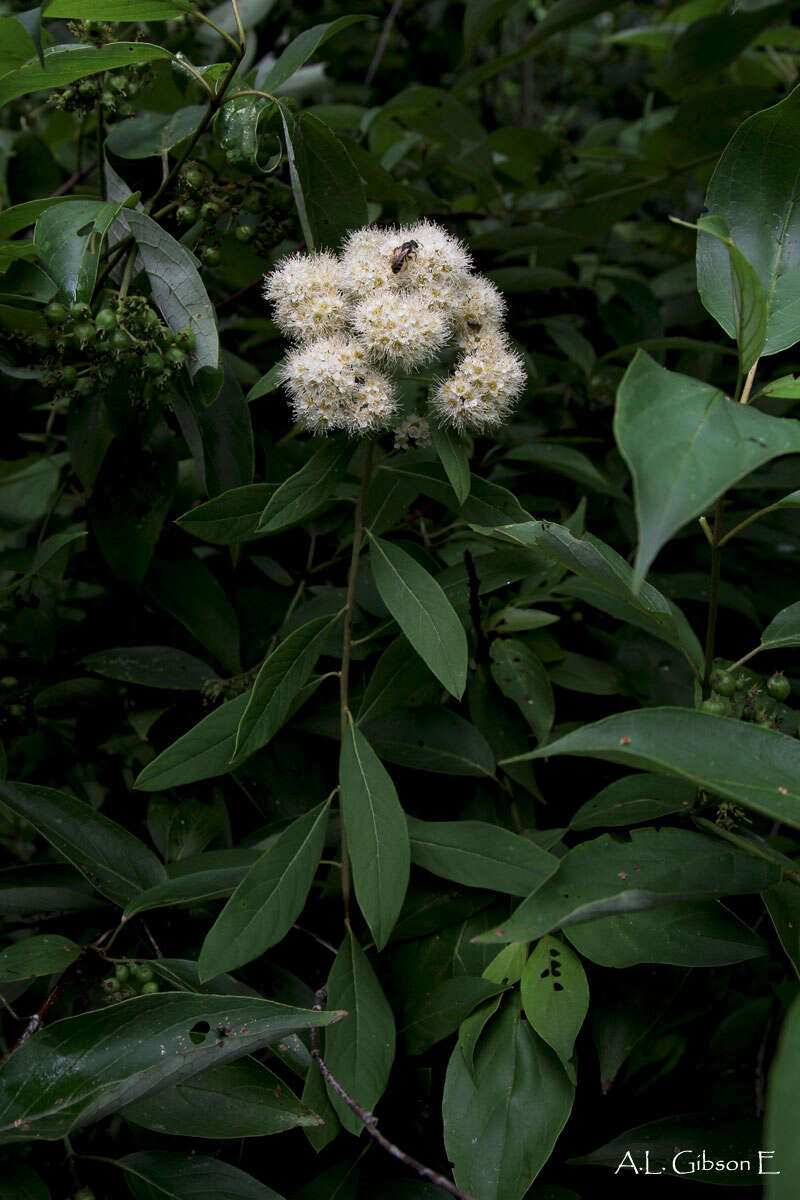 Imagem de Spiraea virginiana Britt.