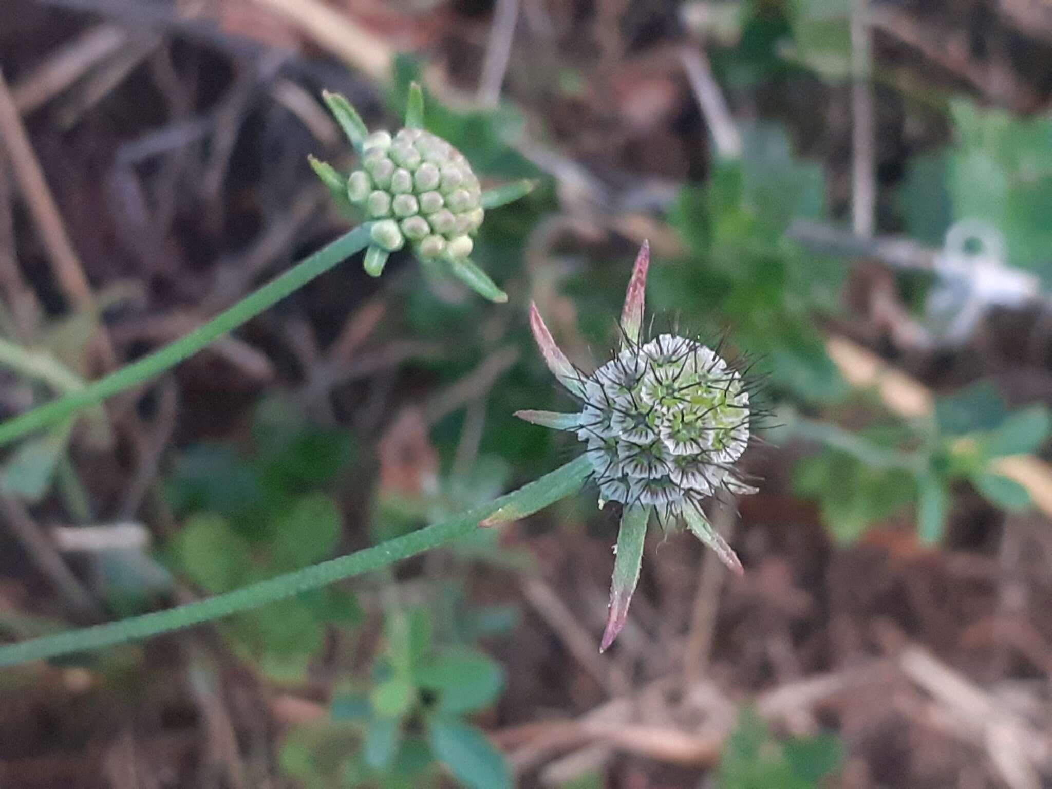 Image of Scabiosa triandra L.