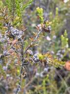 Image of Leptospermum liversidgei R. T. Baker & H. G. Smith