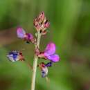 Image of Desmodium palmeri Hemsl.