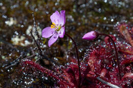 Imagem de Drosera trinervia Spreng.