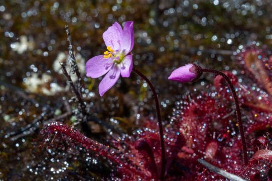 Imagem de Drosera trinervia Spreng.