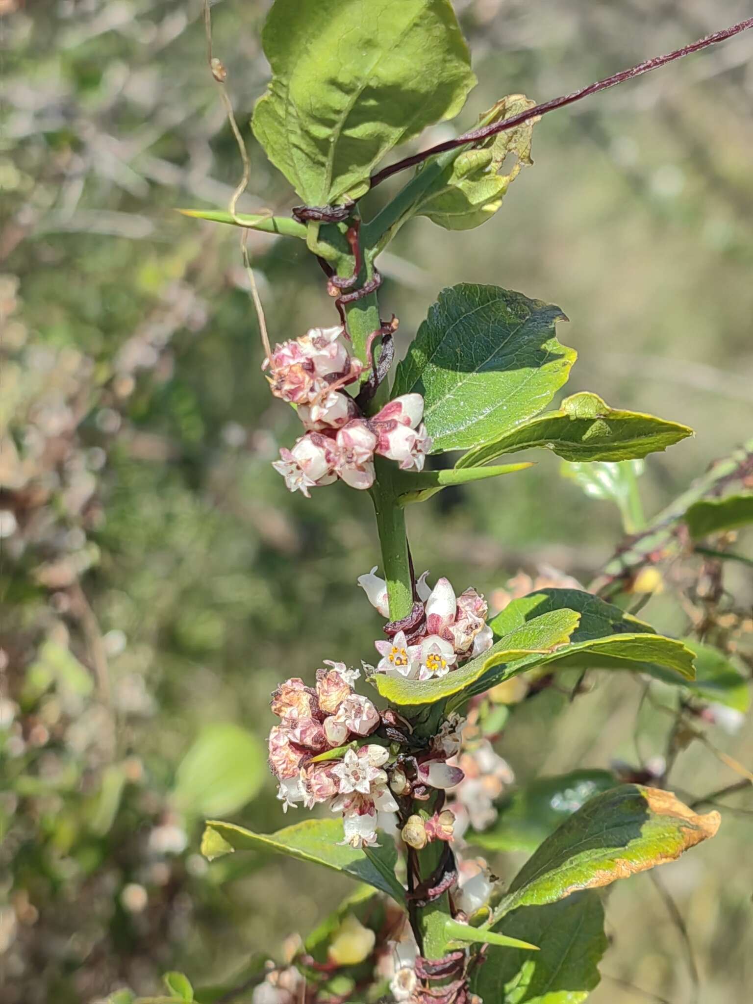 Image of Cuscuta chilensis Ker-Gawl.