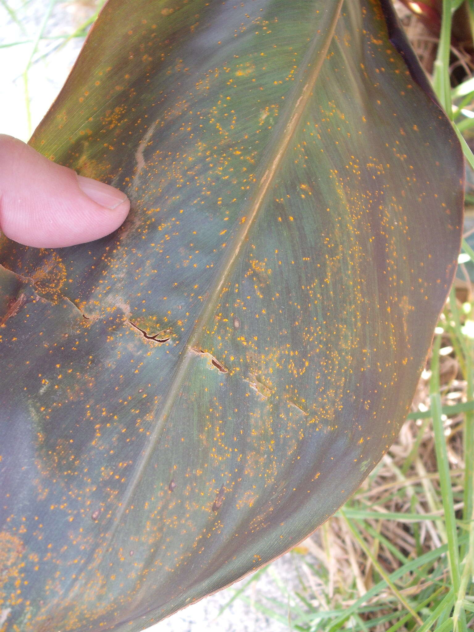 Image of Canna rust