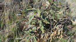 Image of hairy yerba santa