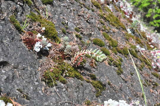 Image of spearleaf stonecrop