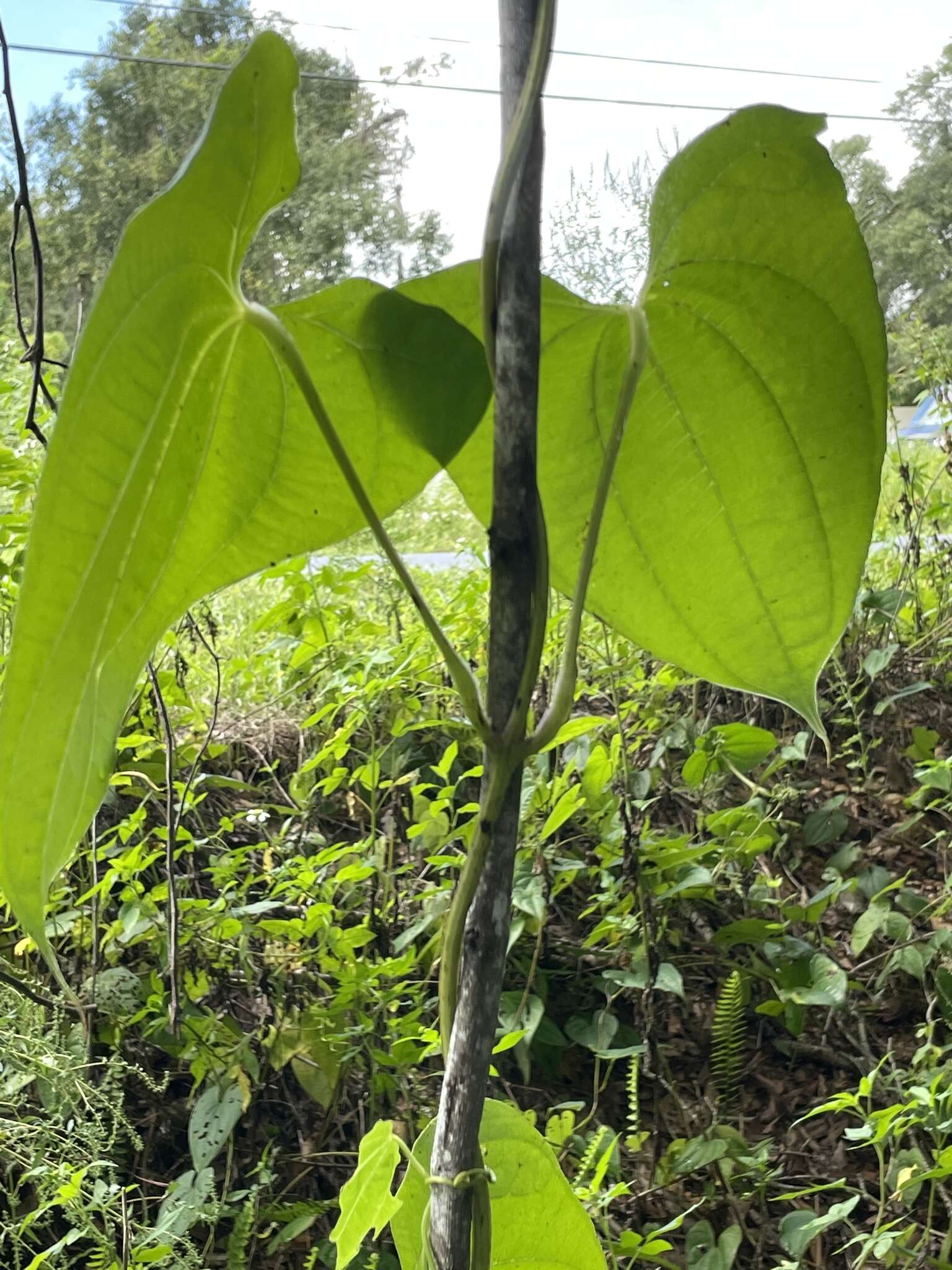 Image of water yam