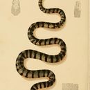 Image of Annulated Sea Snake