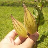 صورة Asclepias contrayerba Sessé & Moc.