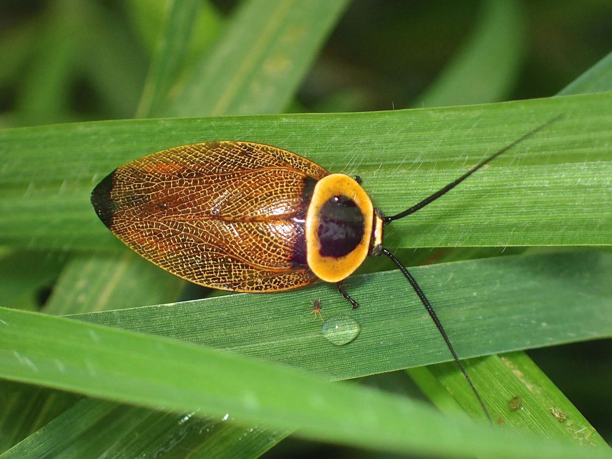 Image of Ellipsidion australe Saussure 1863