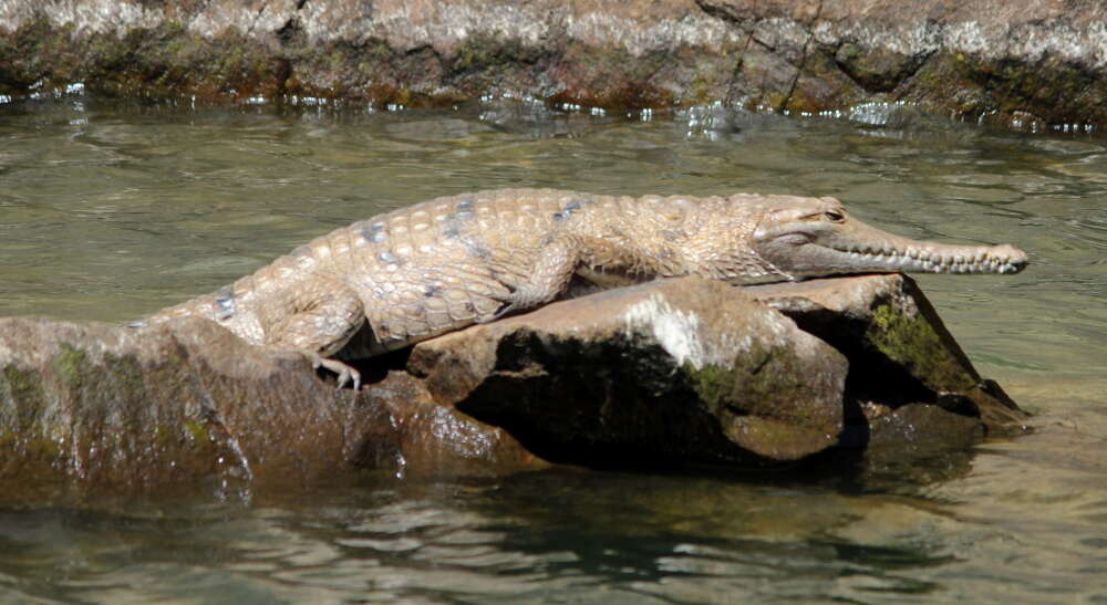 Image of Australian Freshwater Crocodile