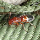 Image of <i>Neocallotillus elegans</i>