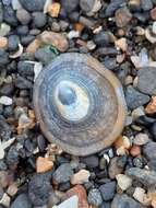 Image of blue-rayed limpet