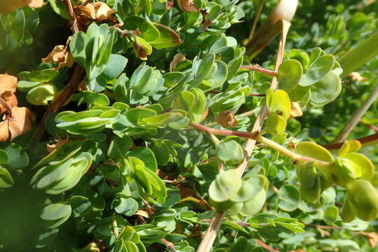 Image de Cliffortia obcordata L. fil.