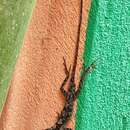 Image of Schiede's Anole