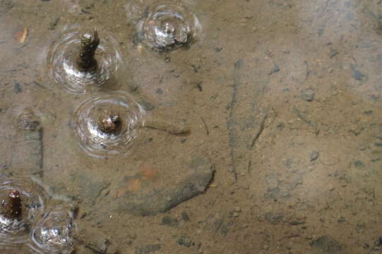 Image of Wuhanlinigobius