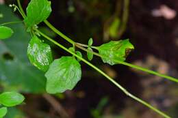 Image of Valeriana deltoidea F. G. Meyer