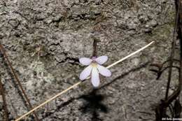 Image of Pinguicula parvifolia Robinson