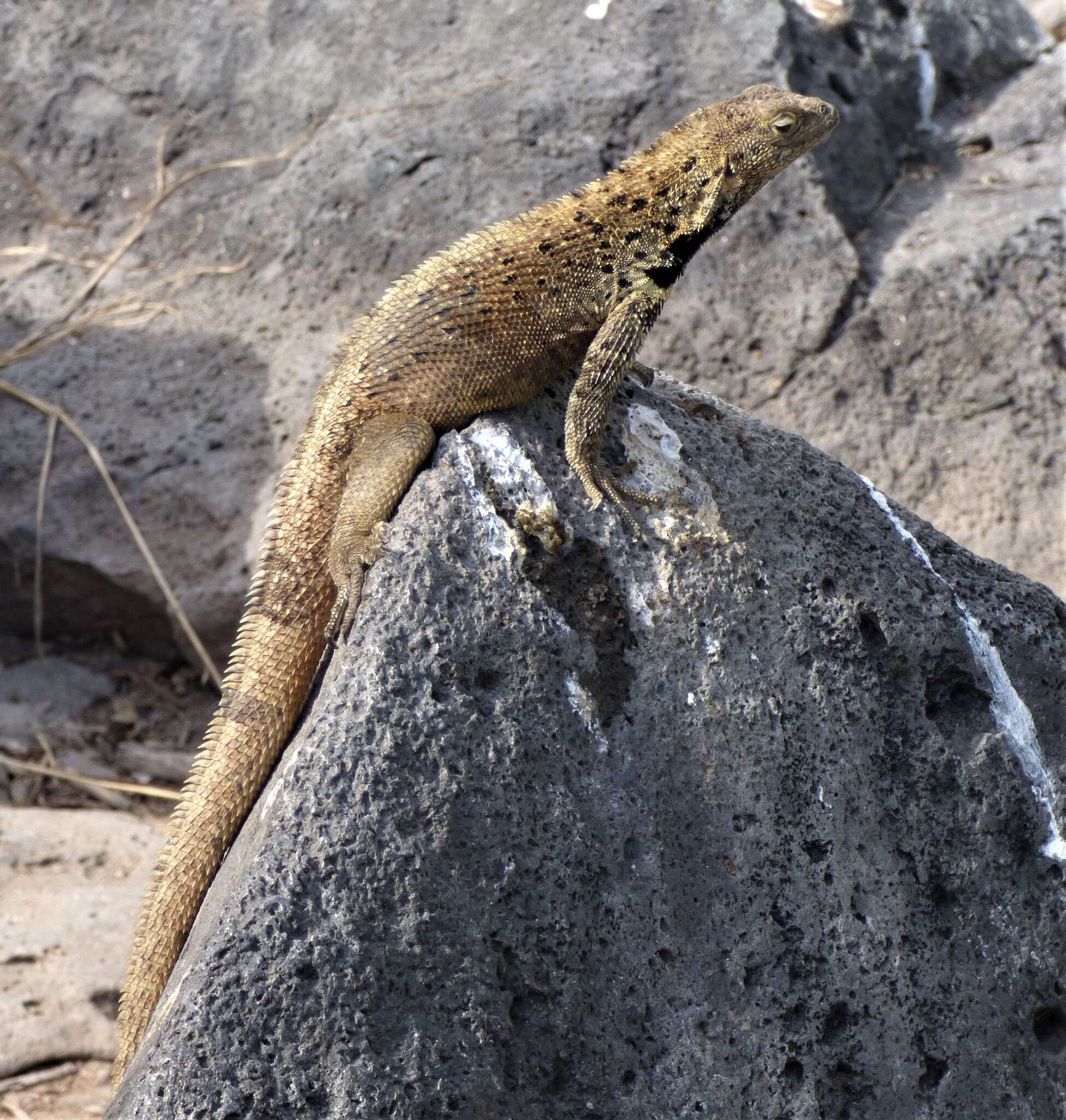 Imagem de Microlophus delanonis (Baur 1890)