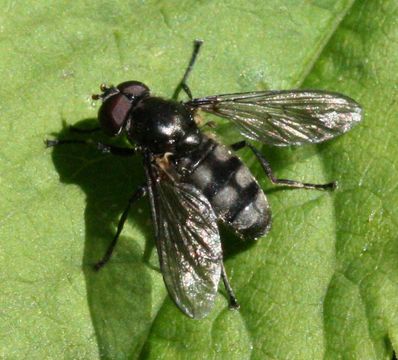 Image of <i>Portevinia maculata</i> (Fallen 1817)