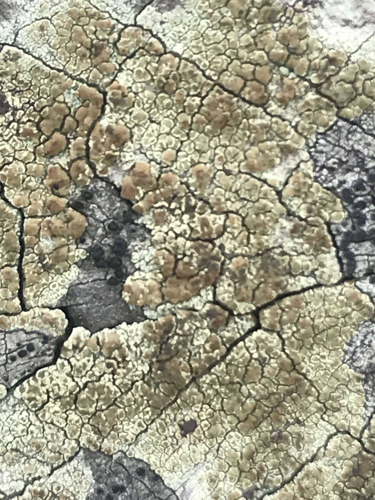 Image of rim lichen