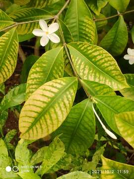 Image of Kopsia pauciflora Hook. fil.