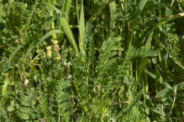 Image of Yellow Milk-vetch