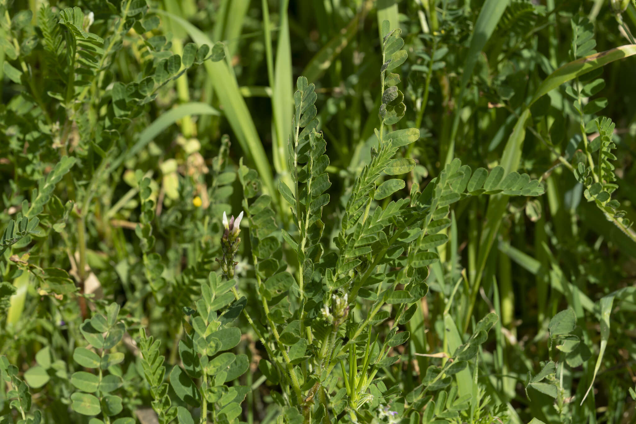 Image of Yellow Milk-vetch